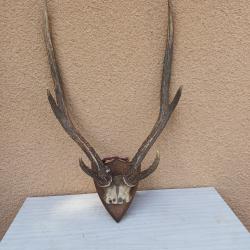 Cornes Cerf