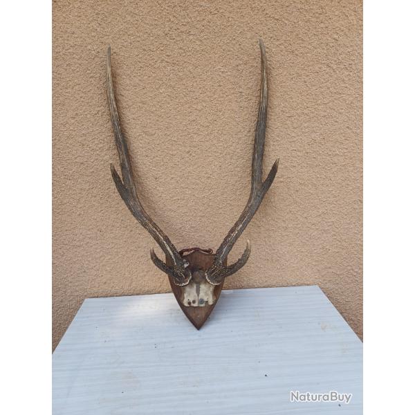 Cornes Cerf
