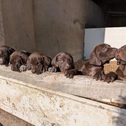 Chiots Braques Allemands nés le 04/07/2025