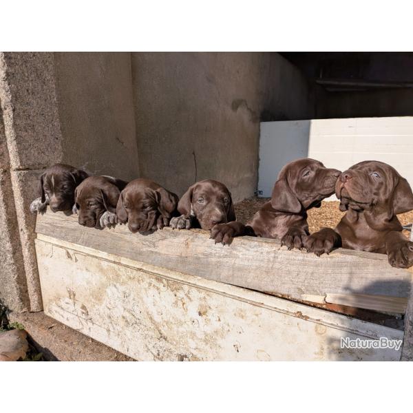 Chiots Braques Allemands ns le 04/07/2025