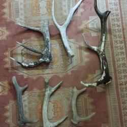 LOT BOIS MUES CERF SECOND CHOIX 3,5KG ENVIRON