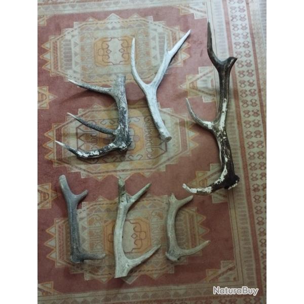 LOT BOIS MUES CERF SECOND CHOIX 3,5KG ENVIRON