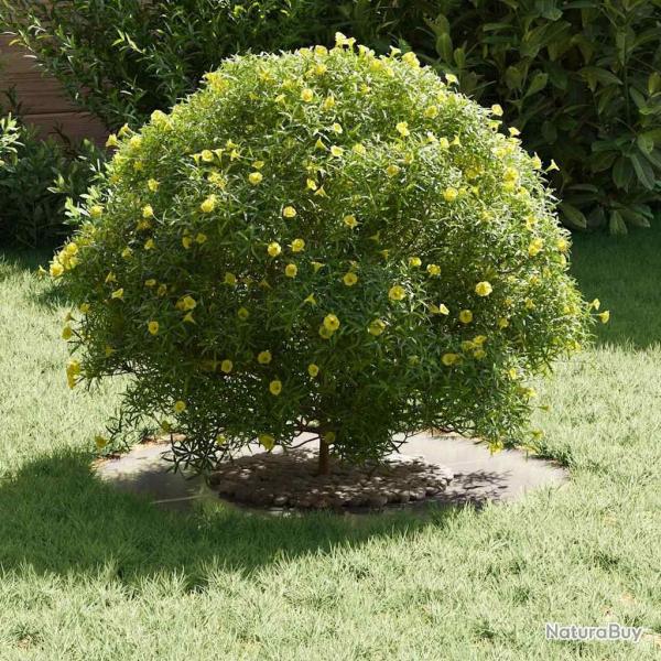 Jardinire en acier inoxydable Acier inoxydable Moyen