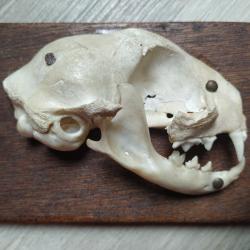 Plaque crâne de chat