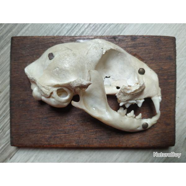 Plaque crne de chat