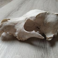 Haut de crâne de chien