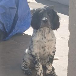 Vend chiots setter lof 700e tatoué vacciné vermifugé