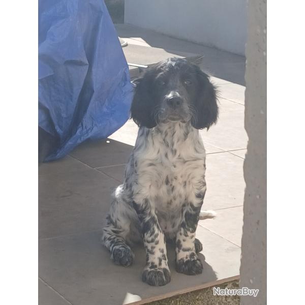 Vend chiots setter lof 700e tatou vaccin vermifug
