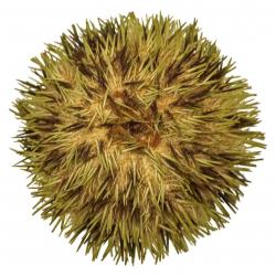 Oursin pseudoboletia maculata 7 à 9 cm