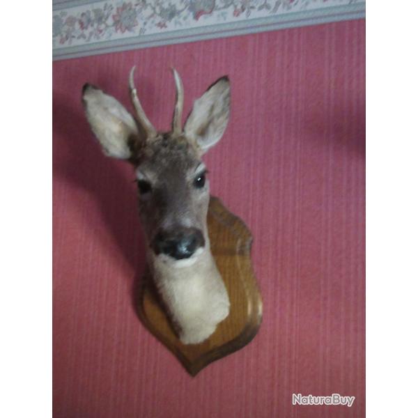 Tte de chevreuil sur socle en bois