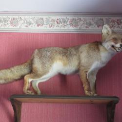 Renard naturalisé sur socle en bois