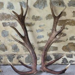 Énorme paire de mues de cerf - 20 cors - 8200 grs - longueur 110 cms et 112 cms -