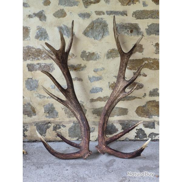 norme paire de mues de cerf - 20 cors - 8200 grs - longueur 110 cms et 112 cms -
