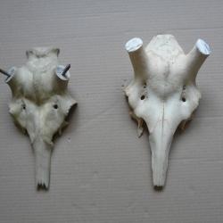 Lot de 2 crânes de cerf, 1 naturel et 1 artificel pour montage des bois