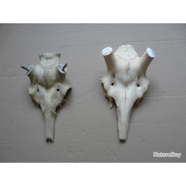 Lot de 2 crnes de cerf, 1 naturel et 1 artificel pour montage des bois