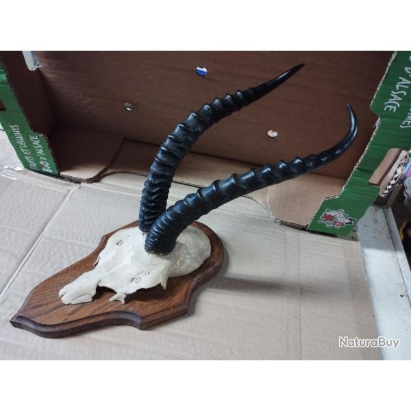 TROPHEE CORNES ANTILOPE 28CM