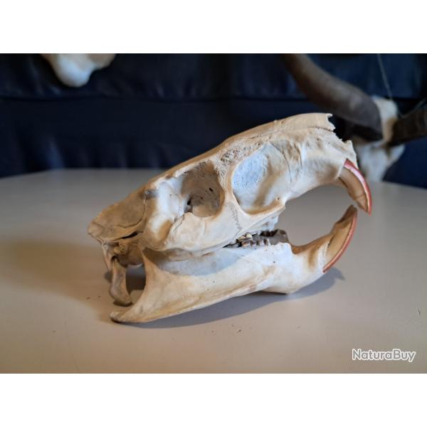 Crne de ragondin ; Myocastor coypus #5