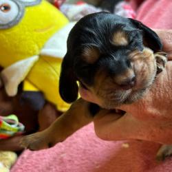 COCKER ANGLAIS LOF chiots