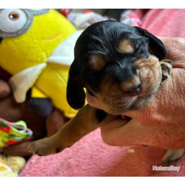 COCKER ANGLAIS LOF chiots