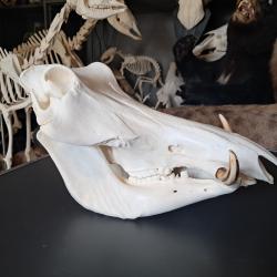 Crâne de phacochère ; Phacochoerus africanus #0208