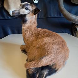 Taxidermie de jeune mouton du Cameroun ; Djallonké