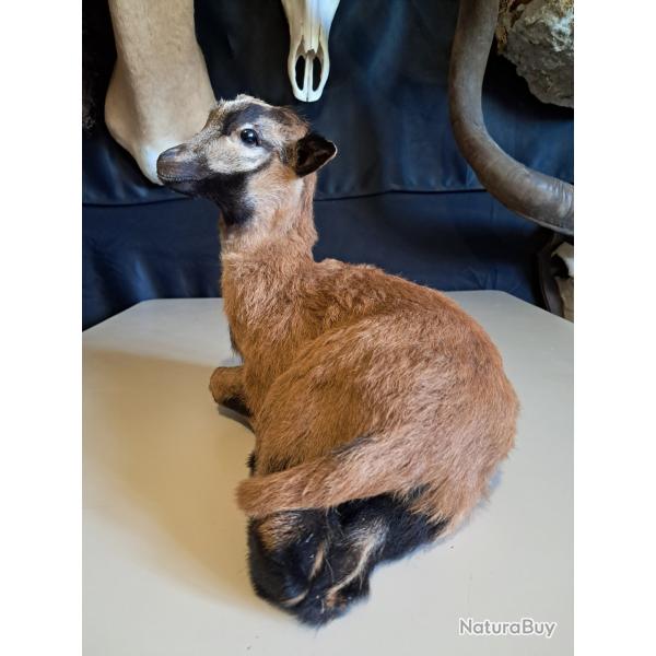 Taxidermie de jeune mouton du Cameroun ; Djallonk