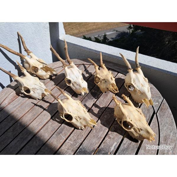 Lot de 7 crnes de chevreuil #800(3)