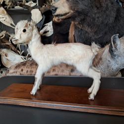 Taxidermie de chèvre domestique