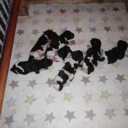 Chiot Munsterlander