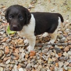 Chiot Munsterlander