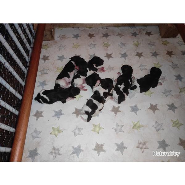 Chiot Munsterlander