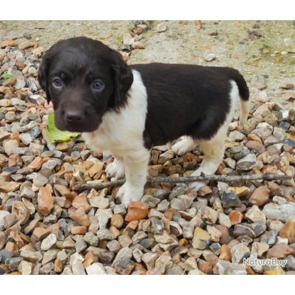 Chiot Munsterlander