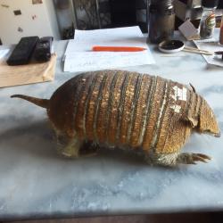 tatou naturalisé ancien