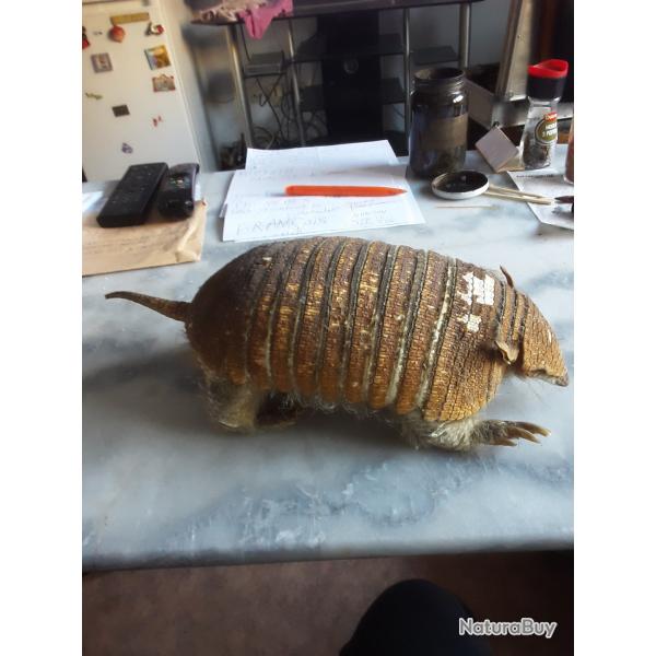 tatou naturalis ancien