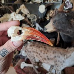 Crâne de calao à bec rouge ; Tockus erythrorhynchus #4