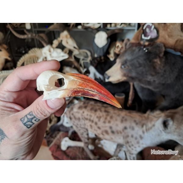 Crne de calao  bec rouge ; Tockus erythrorhynchus #4