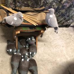 Pack chasse du pigeon