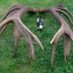 Enorme - Impressionnante paire de mus de cerfs 20 cors - 9 kgrs - 113 cms et 116 cms -