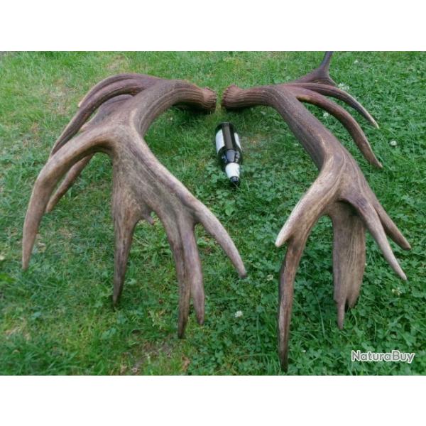 Enorme - Impressionnante paire de mus de cerfs 20 cors - 9 kgrs - 113 cms et 116 cms -