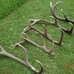 5 très belles mues de cerfs -