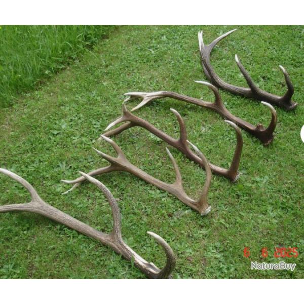 5 trs belles mues de cerfs -