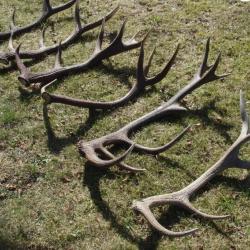 6 très belles mues de cerfs - atypiques -- 11500 grs -