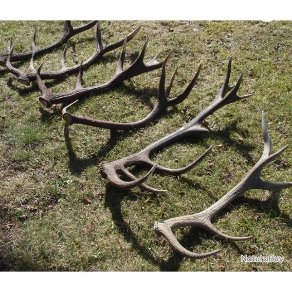 6 trs belles mues de cerfs - atypiques -- 11500 grs -