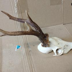 BEAU TROPHEE CHEVREUIL BROCARD BOIS 22CM
