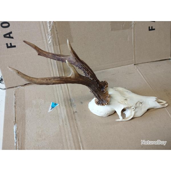 BEAU TROPHEE CHEVREUIL BROCARD BOIS 22CM
