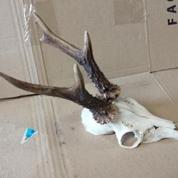 BEAU TROPHEE CHEVREUIL BROCARD BOIS 17CM