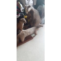 3 animaux empaillés