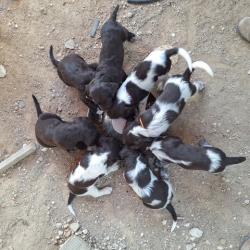 chiot femelle Wachtelhund / chien d'oysel