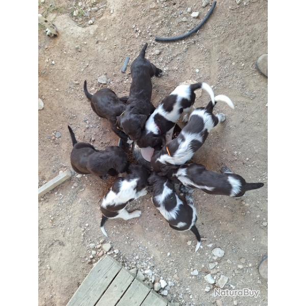 chiot femelle Wachtelhund / chien d'oysel