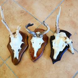 3 trophées de chevreuils très atypiques